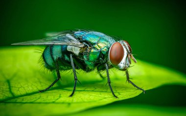 Sıradışı bir çekim. Yaygın yeşil bir şişe. Yaprakta ve doğada uçuyor..