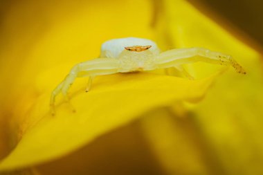 Sarı yaşlı bir çiçekte beyaz bir yengeç örümceği, trompet çiçeği, sarı trompet çiçeği, sarı trompet çalısı ve Tecoma stans, makro shot, Tayland.