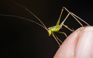 Macro close-up of a green cricket standing on human finger, showcasing its delicate features and the texture of the skin clipart