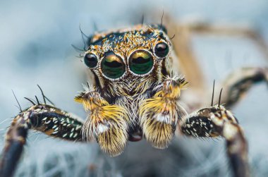 Halıda zıplayan bir örümceğin yakın plan fotoğrafı, böceğin Macro fotoğrafı..