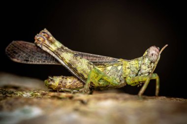 Kahverengi yaprağın üzerinde bir boynuz çekirgesini yakın plan çekimde..