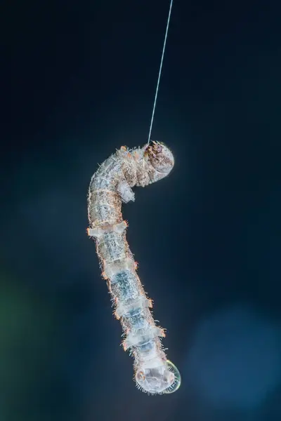 Solucan tırtılı ağ çekiyor, tırtıl ipek ipliğe asılı..