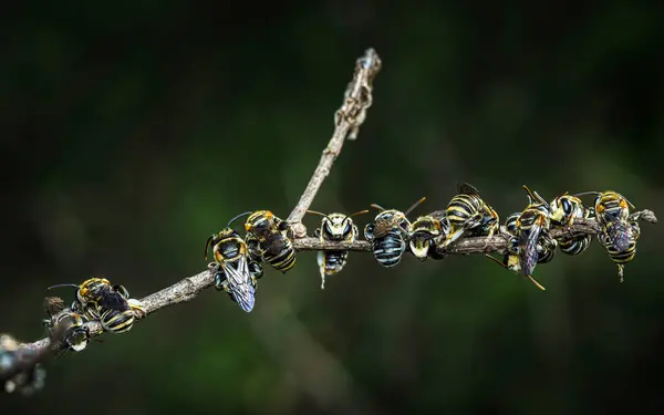 Ağaç dallarında dinlenen ve siyah arka planda izole edilmiş şirin ve küçük Sweat arıları grubu, Arı Yuvası (Hymenoptera).