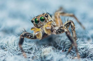 Halıda zıplayan bir örümceğin yakın plan fotoğrafı, böceğin Macro fotoğrafı..