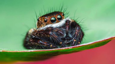 Yeşil yaprağın üzerinde zıplayan örümceği yakından çek, renkli sıçrayan örümceği.