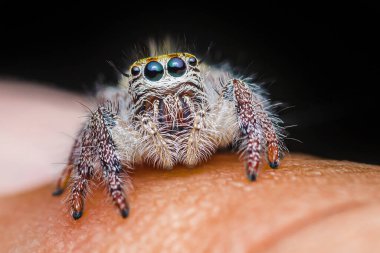 İnsan elinin üzerine renkli zıplayan örümceği kapat, makro çekim, seçici odaklanma, Tayland.