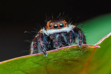Yeşil yaprağın üzerinde zıplayan örümceği yakından çek, renkli sıçrayan örümceği.