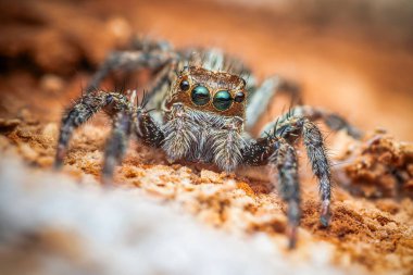 Ağaç kabuğunda zıplayan örümcek, doğadaki böceğe yaklaş, seçici odaklan..