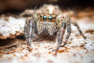 Ağaç kabuğunda zıplayan örümcek, doğadaki böceğe yaklaş, seçici odaklan..