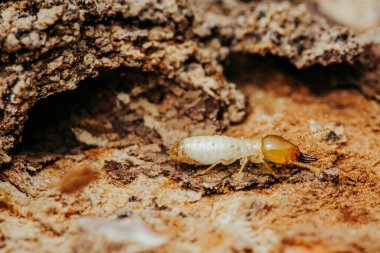 Ağaç kabuğunda yürüyen termitleri kapatın, ağaçtaki küçük termitlerin seçici odağı.