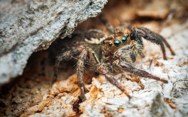Ağaç kabuğunda zıplayan örümcek, doğadaki böceğe yaklaş, seçici odaklan..