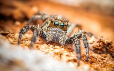 Ağaç kabuğunda zıplayan örümcek, doğadaki böceğe yaklaş, seçici odaklan..