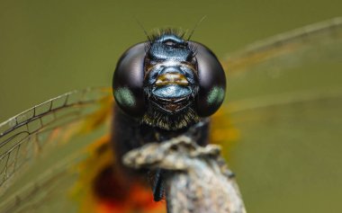 Ejderha uç, Gözler aşırı odaklan.