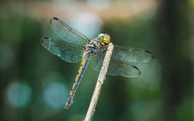 Ağaç dalına tünemiş bir yusufçuk ve doğa arka planı, seçici odak, böcek makrosu, Tayland 'da renkli böcekler..