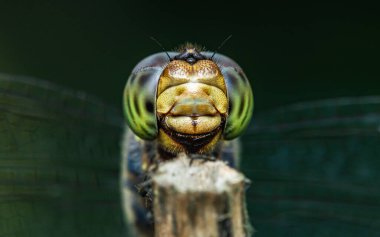Ejderha uç, Gözler aşırı odaklan.