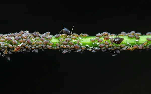 Aphid 'in yakın çekim grubu bahçedeki bitki ve kara arka planda böcek istilası, Makro fotoğrafçılık ve seçici odaklanma..