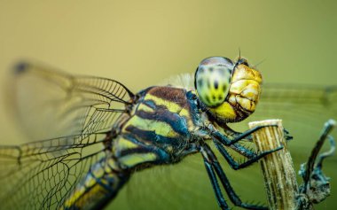 Ağaç dalına tünemiş bir yusufçuk ve doğa arka planı, seçici odak, böcek makrosu, Tayland 'da renkli böcekler..