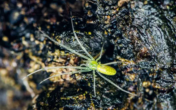 Ağaç kabuğunda yeşil uzun çeneli örümcek, Tetragnatha yesoensis.