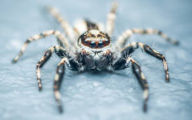 Beton zemindeki renkli zıplayan örümceği kapat, seçici odak, makro çekim, Tayland.