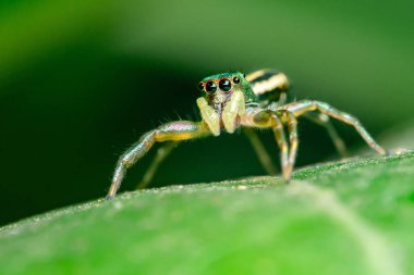 Yeşil yapraklı zıplayan örümceği kapat, seçici odak, Makro fotoğraflar.