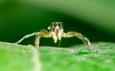 Yeşil yapraklı zıplayan örümceği kapat, seçici odak, Makro fotoğraflar.