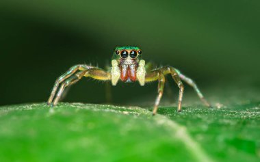 Yeşil yapraklı zıplayan örümceği kapat, seçici odak, Makro fotoğraflar.
