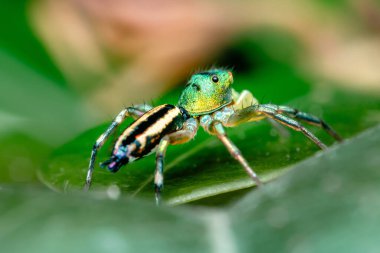 Yeşil yapraklı zıplayan örümceği kapat, seçici odak, Makro fotoğraflar.