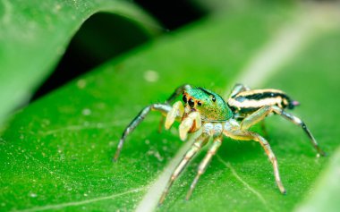 Yeşil yapraklı zıplayan örümceği kapat, seçici odak, Makro fotoğraflar.
