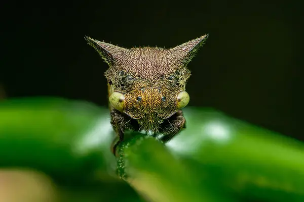 stock image Centrotus cornutus, thorn-hopper is species of Treehoppers on tree branch, Face extreme shot.