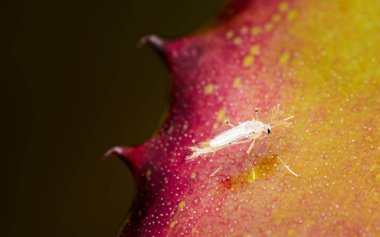 Phantom Midges sineği ya da Chaoborus albatus doğada, Böcek benzer beyaz renkli sivrisinek, Seçici odak.