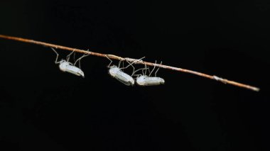 Phantom Midges sineği ya da Chaoborus albatus doğada, Böcek benzer beyaz renkli sivrisinek, Seçici odak.