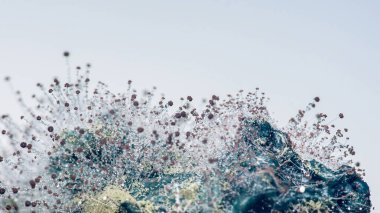 Mucor mantar kolonisine yakın çekim ve klitoria ternatatea çiçeği üzerine yağmur damlaları, seçici odak.