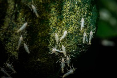 Phantom Midges sineği ya da Chaoborus albatus doğada, Böcek benzer beyaz renkli sivrisinek, Seçici odak.