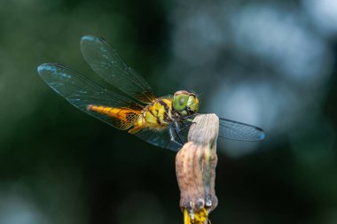 Ağaç dalına tünemiş bir yusufçuk ve doğa arka planı, seçici odak, böcek makrosu, Tayland 'da renkli böcekler..
