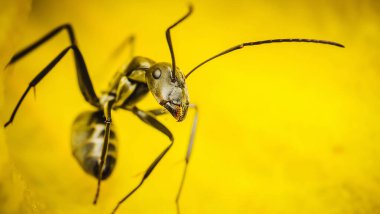 Sarı yapraklı sıradan bir siyah karınca böceği.