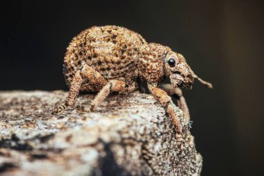 Esmer buğday biti ahşap üzerinde dokulu dış iskelet levreği, karmaşık detaylar ve pürüzlü doku sergiliyor..