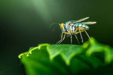 Uzun bacaklı, metalik renklerde, yeşil yapraklı, bulanık yeşil arka planlı bir sineğin makro fotoğrafı.