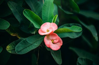 Canlı bahar mevsimi: tatlı Euphorbia milii veya Poi Sian çiçekleri yemyeşil çalılıklarda zarif bir şekilde açar, pembe ve kırmızı renkler sergilerler. Yakın çekim karmaşık detayları yakalar, botanik projeleri için mükemmeldir..