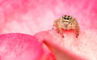 Zıplayan örümcek, bir Euphorbia milli çiçek yaprağının üzerinde sığ bir alan derinliğinde makro fotoğraf çekiminde duruyor..