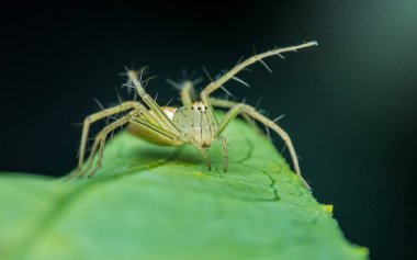 Lynx spider is standing on a green leaf in a macro photography shot with a blurred dark green background. clipart