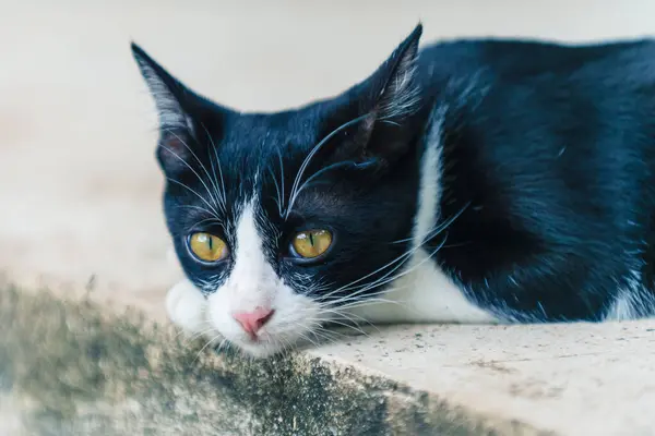 Sarı gözlü siyah beyaz bir kedi kameraya bakıyor. Kedinin kürkü siyah ve beyazdır ve pembe bir burnu vardır. Kedi, doğrudan izleyiciye bakarken meraklı ve tetikte görünüyor..