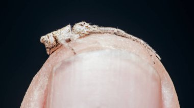 Küçük zıplayan örümcek, siyah arka planda bir insanın parmağının ucunda duruyor..