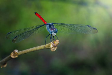 Kırmızı ve mavi bir yusufçuk canlı yeşil bir ormandaki bir dala nazikçe tünemiş hassas kanatlar ve karmaşık detaylar sergiliyor, doğanın güzelliğini somutlaştırıyor..