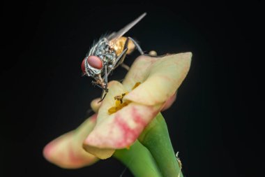 Kara arka planda pembe ve sarı bir çiçeğe tünemiş sinekler, doğanın güzelliğini gözler önüne seriyor, botanik ve bahçe işleri için mükemmel..