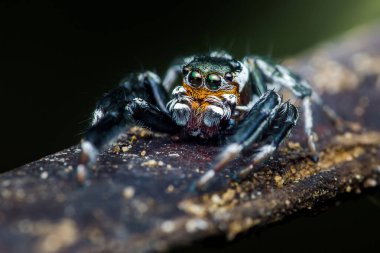 Dalın üzerinde duran renkli zıplayan örümcek, farklı yönlere bakan çoklu gözleri.