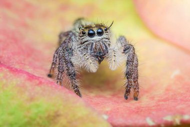 Çiçek yaprağının üzerinde zıplayan örümceğin büyük gözleri ve kıllı bacakları net bir şekilde görülebiliyor..