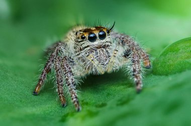 Büyük gözlü meraklı örümcek, doğadaki canlı yeşil bir yaprağın üzerinde duruyor. Güzelliğini ve karmaşık ayrıntılarını gözler önüne seriyor..