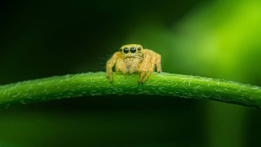 Sarı zıplayan örümcek yeşil bir yaprağa tünemiş, büyüleyici gözleriyle bakıyor. Bu renkli örümceğin doğadaki detaylarını yakına çeker. Vahşi yaşam ve makro fotoğraf severler için ideal..