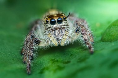 Küçük zıplayan örümcek yeşil bir yaprağa tünemiş, büyük gözleri ve kıllı bacaklarıyla bahçeye hayat katıyor..