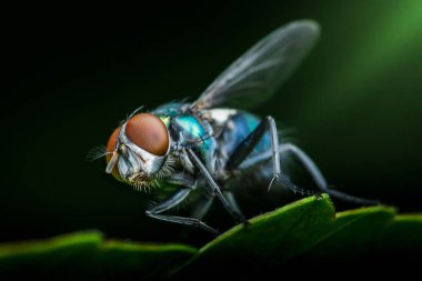 Yeşil şişe sineği yeşil bir yaprağın üzerinde duruyor..
